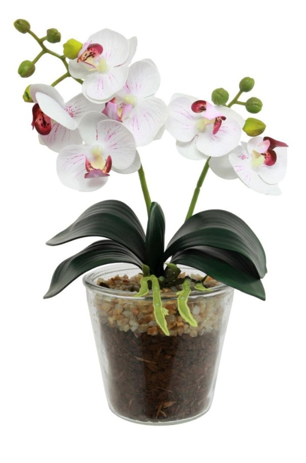 White & Pink glass Potted Orchid