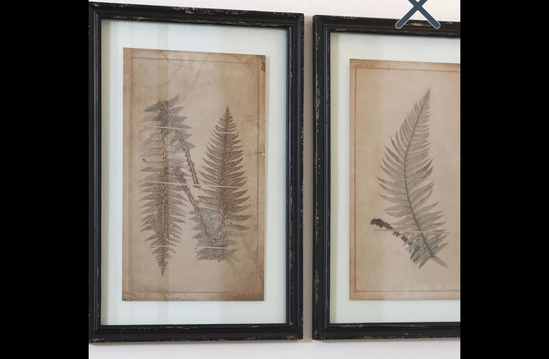 Black Framed Glazed Fern Prints 4 styles