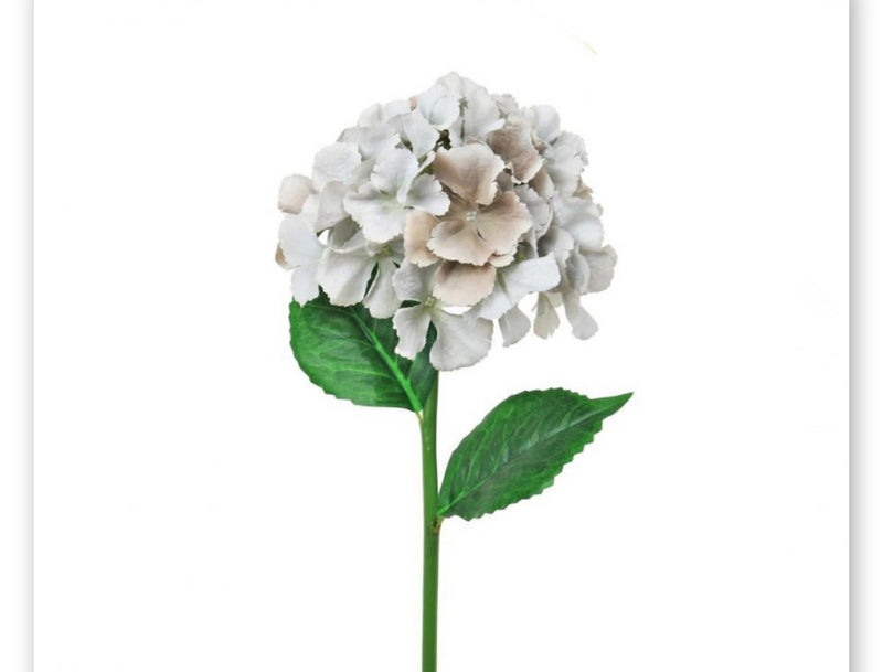 Grey French hydrangeas stem 56cm