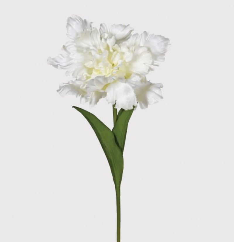 White parrot tulip