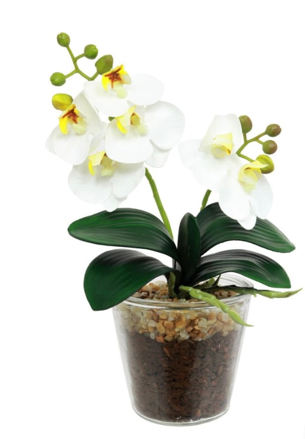 White glass Potted Orchid