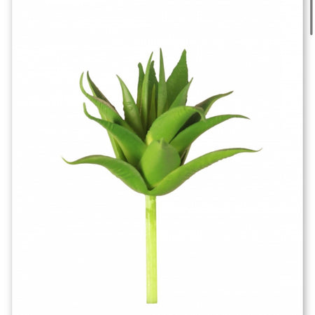 Aloe Vera succulent pick stem