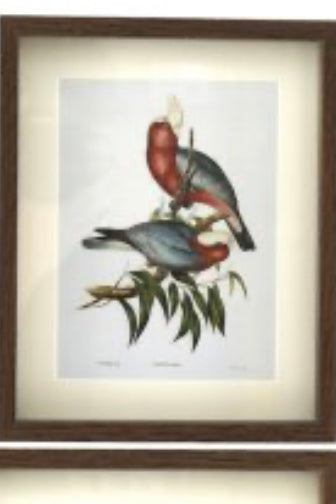 Set of 4 bird prints