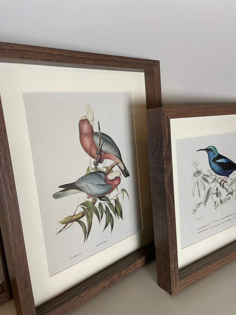 Set of 4 bird prints