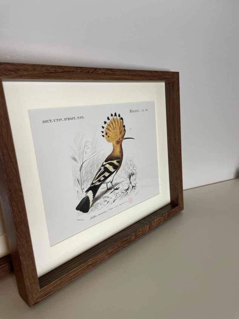 Set of 4 bird prints