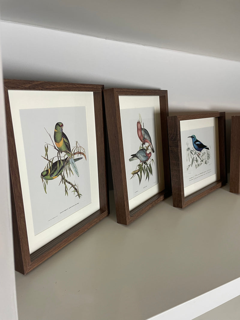 Set of 4 bird prints