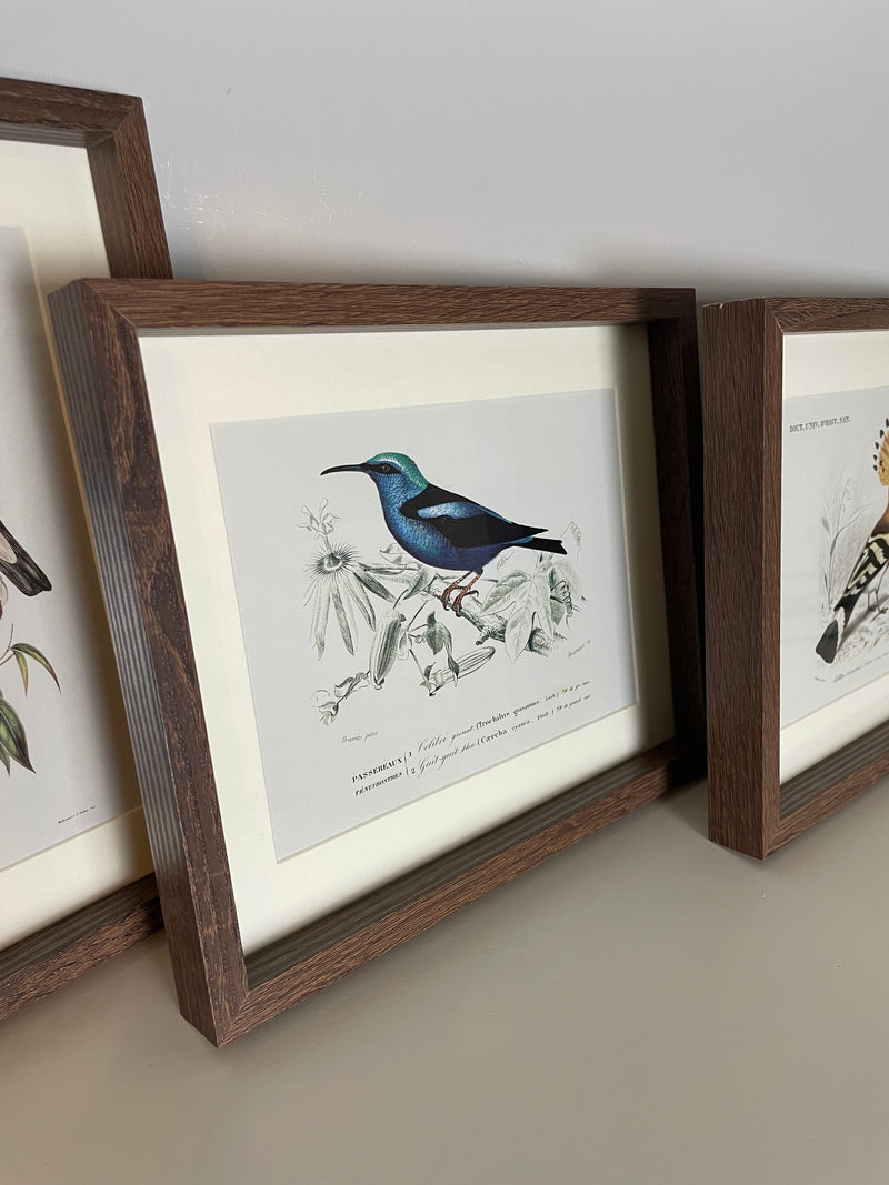 Set of 4 bird prints