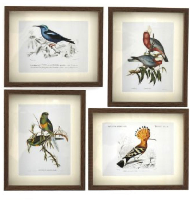 Set of 4 bird prints