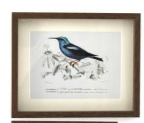 Set of 4 bird prints