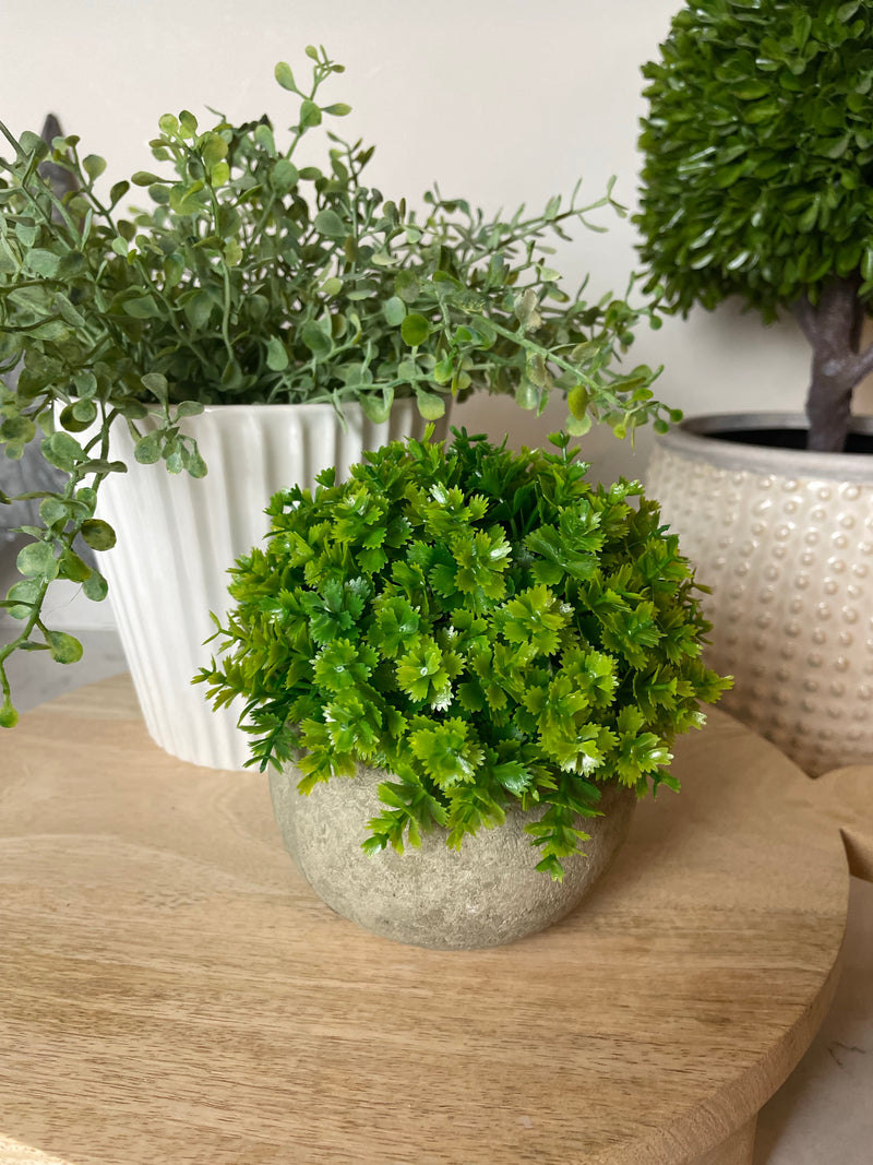 Hebe plant in stone pot D