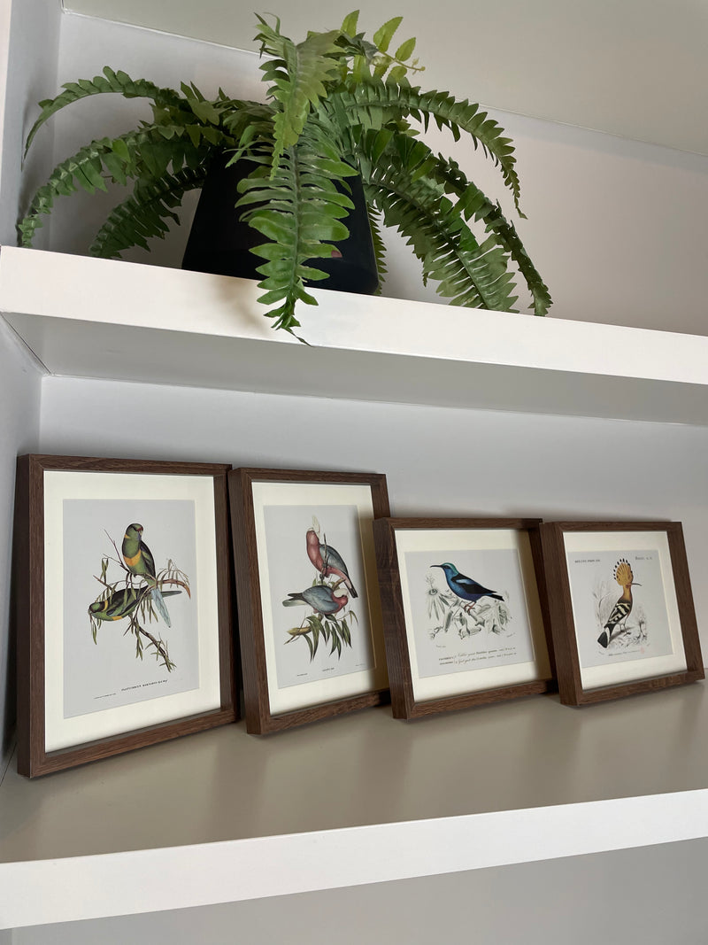 Set of 4 bird prints