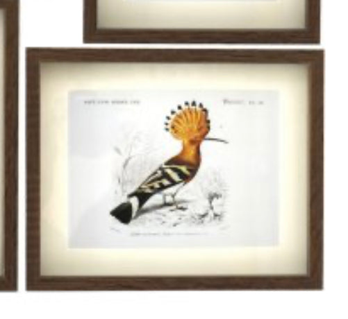 Set of 4 bird prints