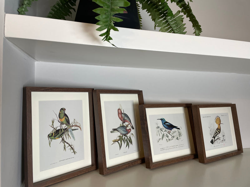 Set of 4 bird prints